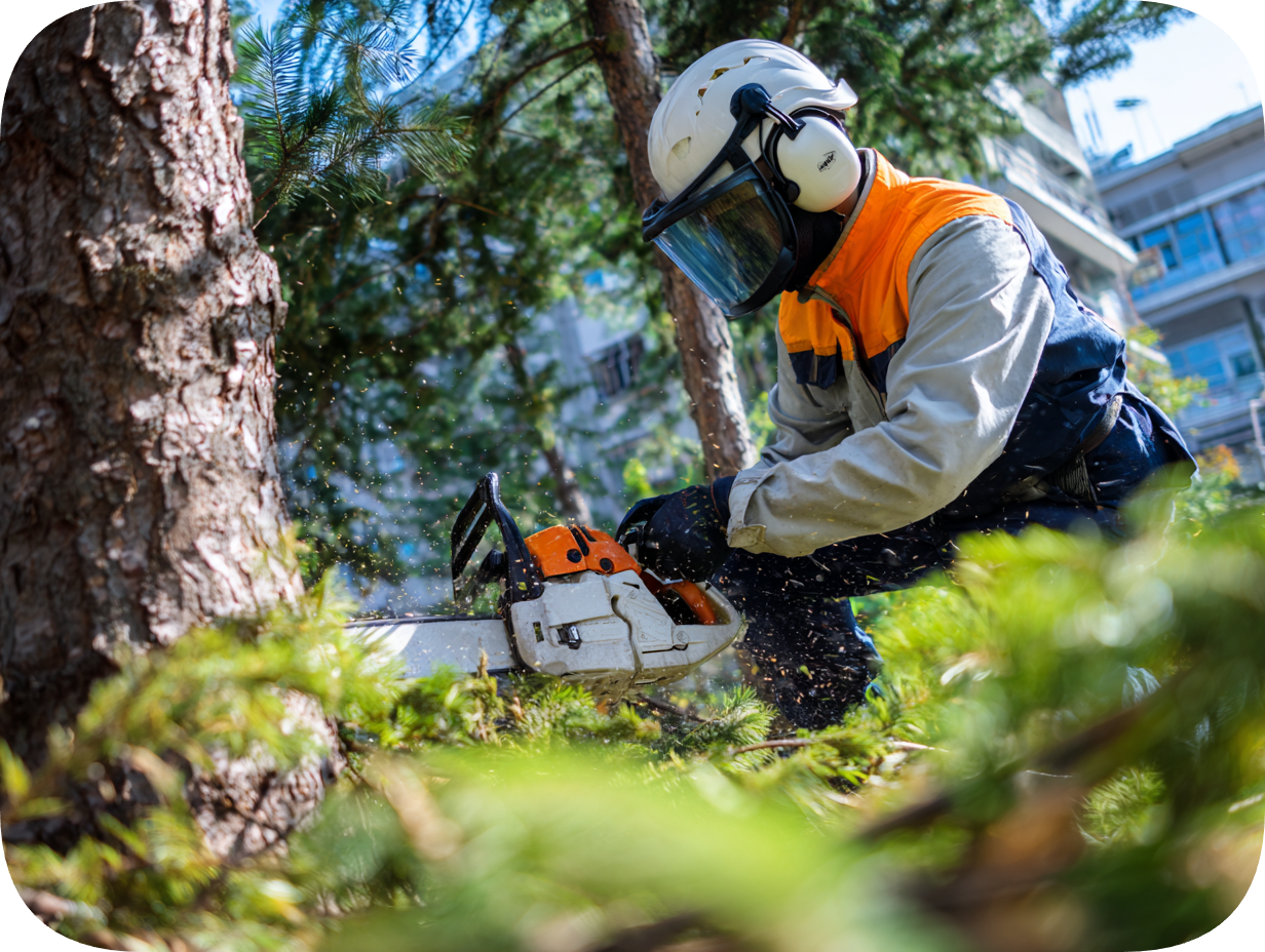 Emergency tree removal service